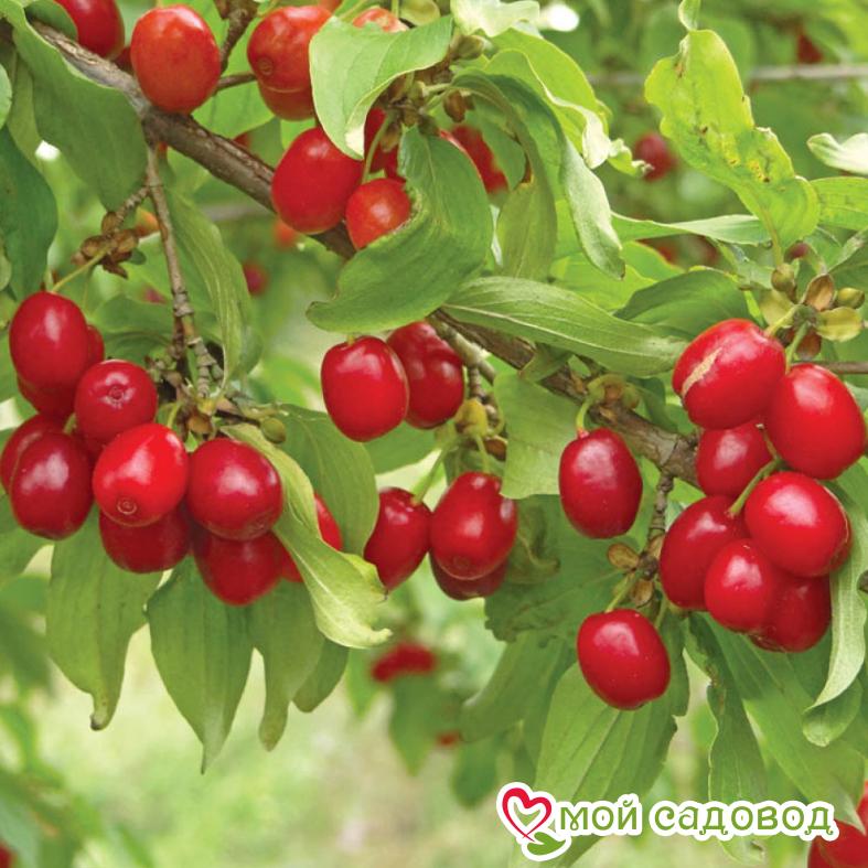 Кизил Коралловый