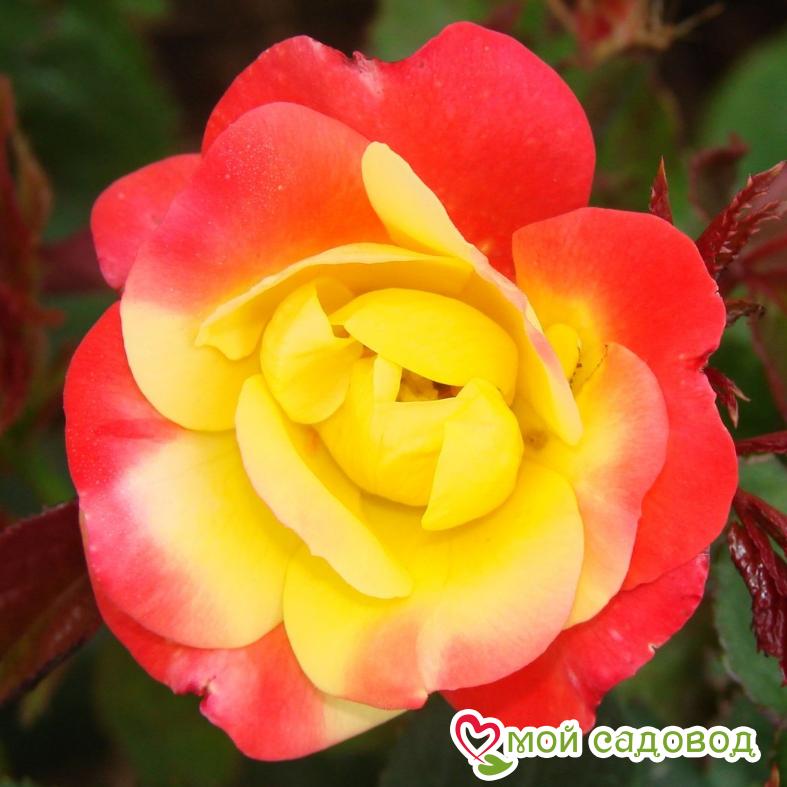 Роза флорибунда Маскарад