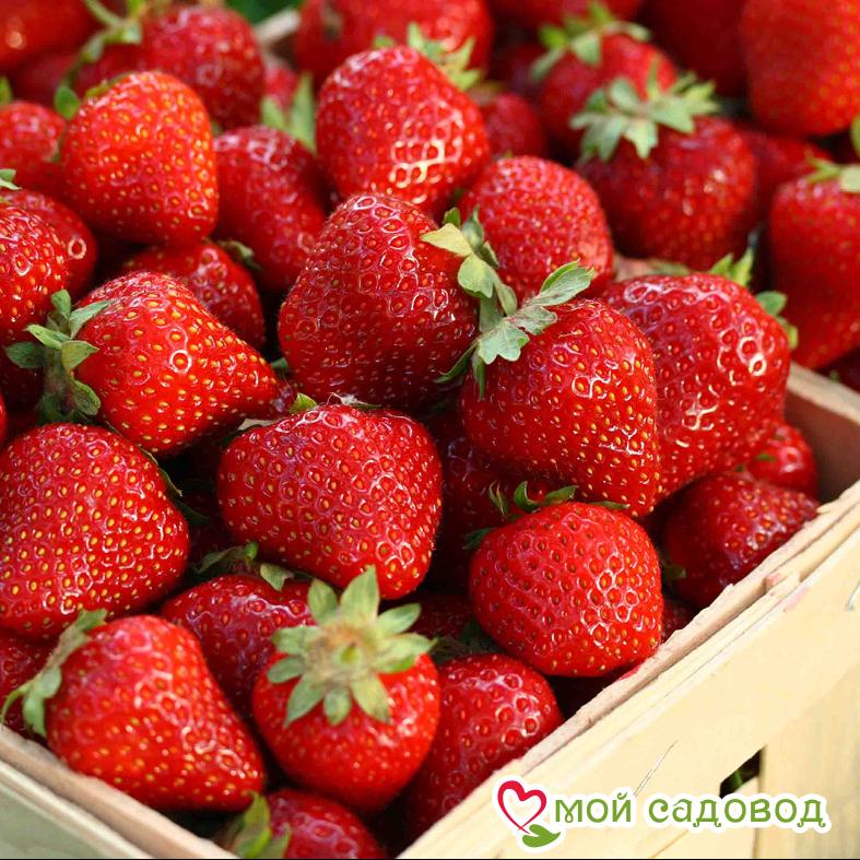 Клубника Холидей (Высокоурожайный сорт) ЗКС С1