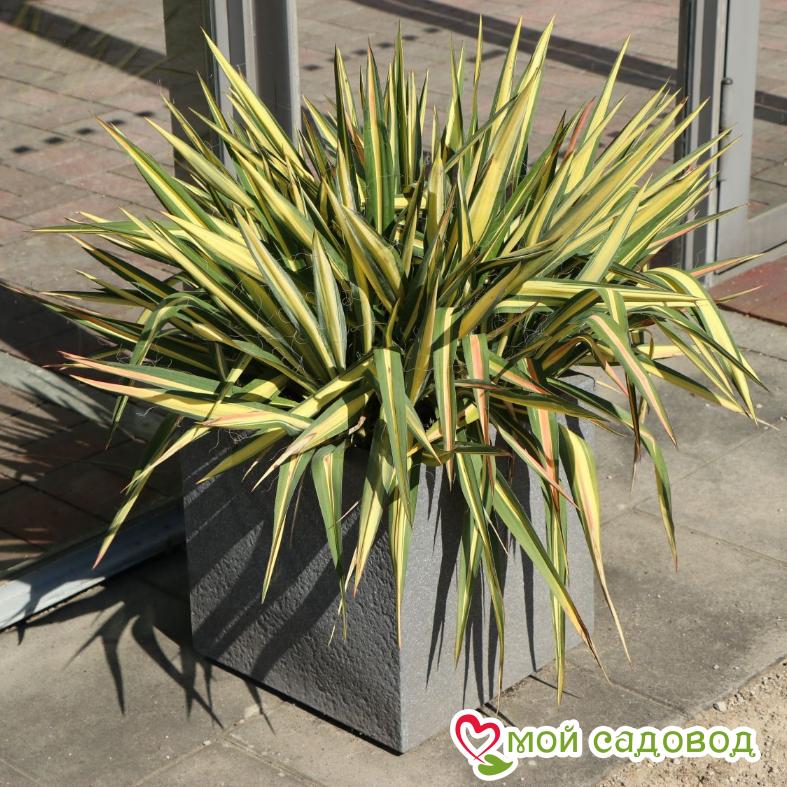 Юкка нитчатая Цветной караул