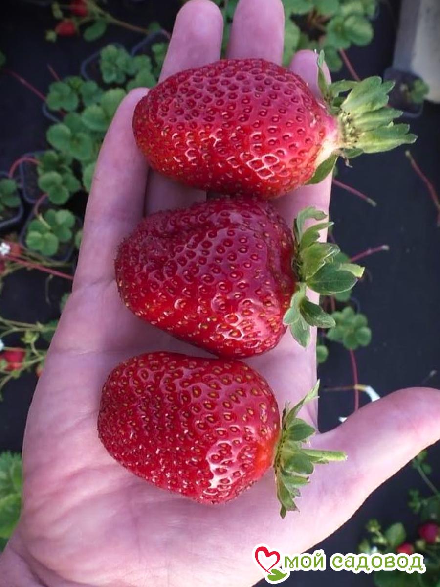 Клубника Диамант ремонтантная